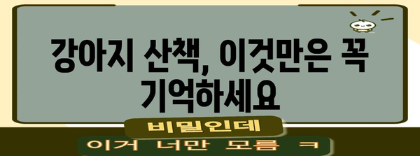 안전한 강아지 산책 | 위험성 가이드와 올바른 신발 선택